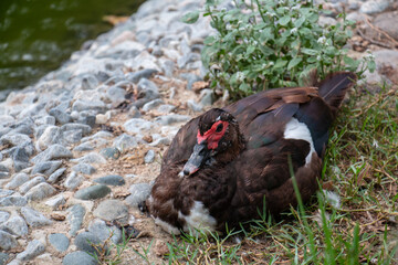 Ducks and geese