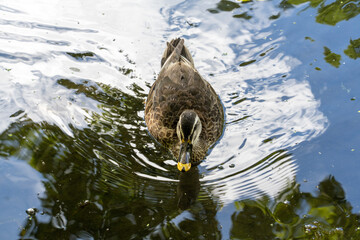 軽井沢雲場池のカモ