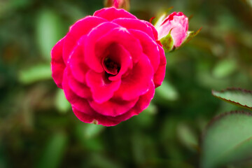 Unexplored region of the rose garden in Tohoku