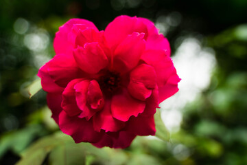 Unexplored region of the rose garden in Tohoku