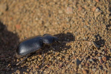 Black Beetle