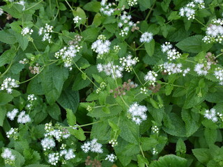 グリーン　白い花