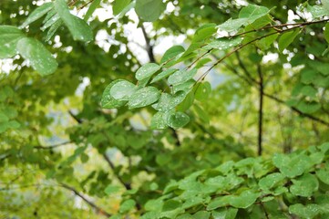Fototapeta na wymiar 木の葉水滴 