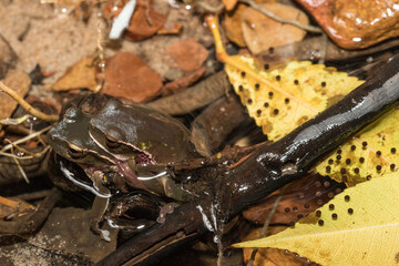 Leaf-green Tree Frog pair in amplexus