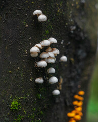 Mushrooms Dandenong Rangers