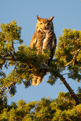 Great Horned Owl at sunset