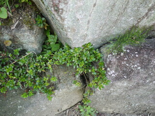 スベリヒユ　コケ　岩