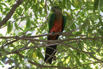 Female King Parrot perched in tree