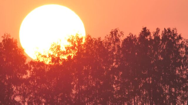 The sun sets over the horizon against the background of trees in summer, Russia