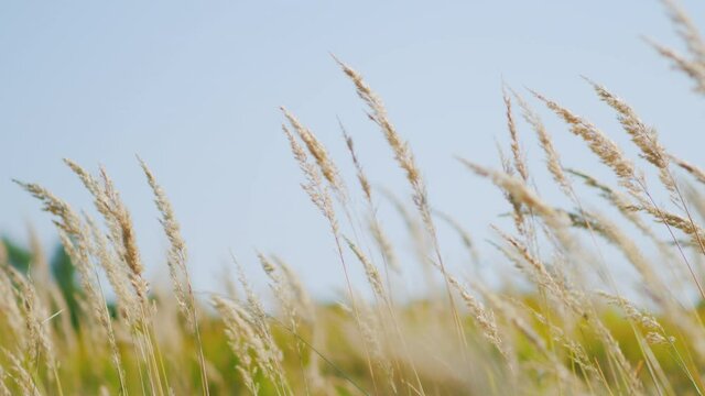 Dry, reed grass field swaying from wind on nature autumn field.