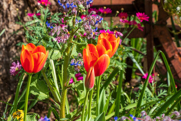 Sunny orange tulips surrounded by cheerful purple borage flowers in the garden with a bee.