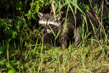 one cute chubby raccoon resting behind tall grasses on the edge of algae filled pond on a sunny day