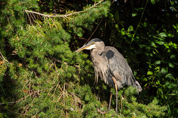 one great blue heron resting on the pine tree branch with dense green leaves on a sunny day in the park