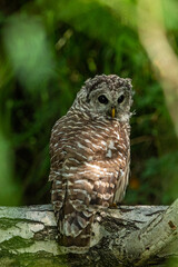 one cute barred owl resting on a thick tree trunk under the shade of the forest