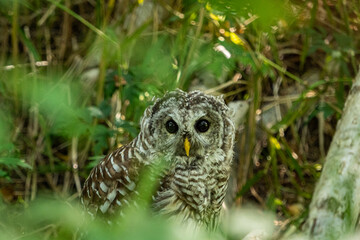 one cute barred owl hiding behind green bushes in the park 
