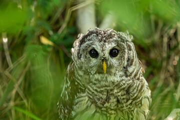 close up of a cute barred owl hiding behind green bushes in the park staring at you