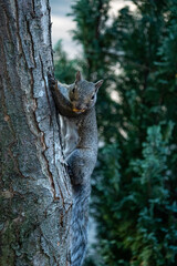 one cute brown squirrel cling on the tree trunk while holding a nut in its mouth and staring at you near green bushes in the park