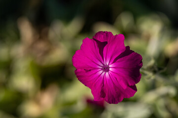 close up of one beautiful rose Campion flower blooming under the sun 