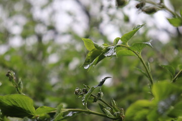 leaves on a branch