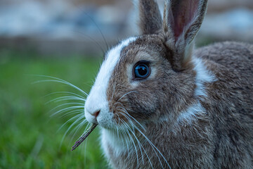 close up of a cute brown rabbit with blue eyes and white fur on its forehead chewing a piece of twig on grene grass field 