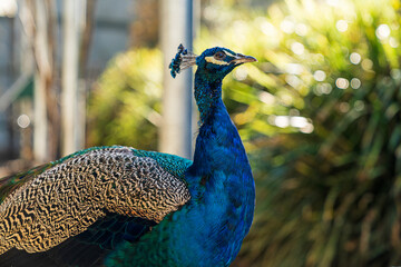 Obraz premium Exotic Birds