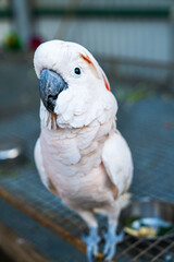Exotic Birds