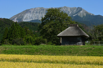 Fototapeta premium 大山南壁をふもとから、実る稲穂と共に眺める秋の風景が美しい