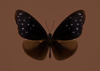 butterfly on a brown background