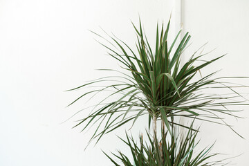 Fototapeta premium House plant against white wall close up