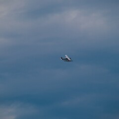 Sea plane flying high above Sydney Harbour Australia