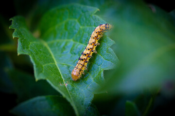 caterpillar on leaf