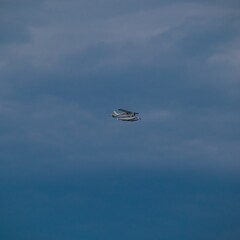 Fototapeta na wymiar Sea plane flying high above Sydney Harbour Australia