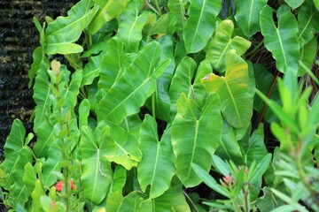 green leaves background