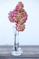 Hortensie - Einzelblume