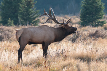 Male elk with big antler in the autumn forest in Colorado