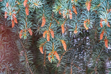 Green spruce branches in winter with new fresh cones.