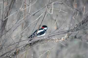 Little woodpecker sits on a tree branch. A woodpecker obtains food on a large tree without leaves...