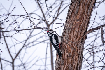 Woodpecker sits on a tree trumk. A woodpecker obtains food on a large tree without leaves in winter. Survival of birds in the winter or autumn
