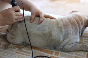 Close-up shot of a dog grooming a dog grooming concept for the health of pets.