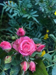 pink roses in garden