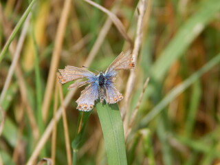 dragonfly on a leaf