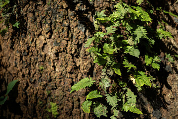 Hojas de bosque, naturaleza viva.