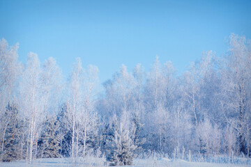 Fototapeta premium frozen grass close-up. the frost on the plants. winter landscape: the snow on the nature. Fog background, Wild flowers and dry grass covered with snow