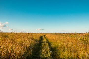 Naklejka premium wheat field and sky