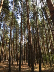 Fototapeta premium pine forest in autumn