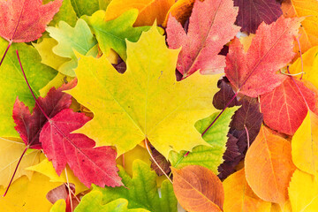 Naklejka na ściany i meble Colorful yellow, red, orange, green autumn leaves. Beautiful natural background