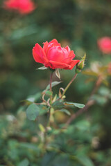 pink posy in garden