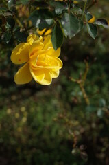 Fototapeta premium Yellow Flower of Rose 'Sun Sprinkles' in Full Bloom 