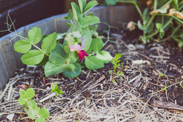 snowpeas plant with purple flower outdoor