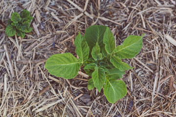 potato plant outdoor in sunny vegetable garden